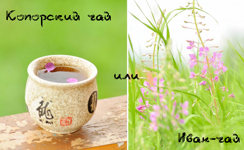 Копорский чай (Иван-чай) - полезные и лечебные свойства