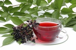 Чай из цветков бузины: польза и вред