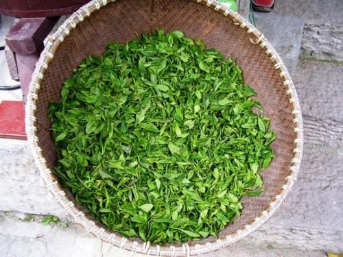 Свежие листья чая Лунцзин
