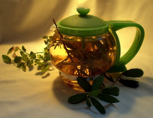 Эвкалиптовый чай - рецепты, польза, способ приготовления