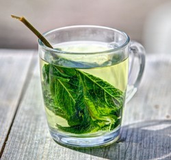 Можно ли пить зеленый чай при язве желудка