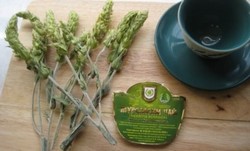 Мурсальский (пиринский) чай, полезные свойства, как заваривать